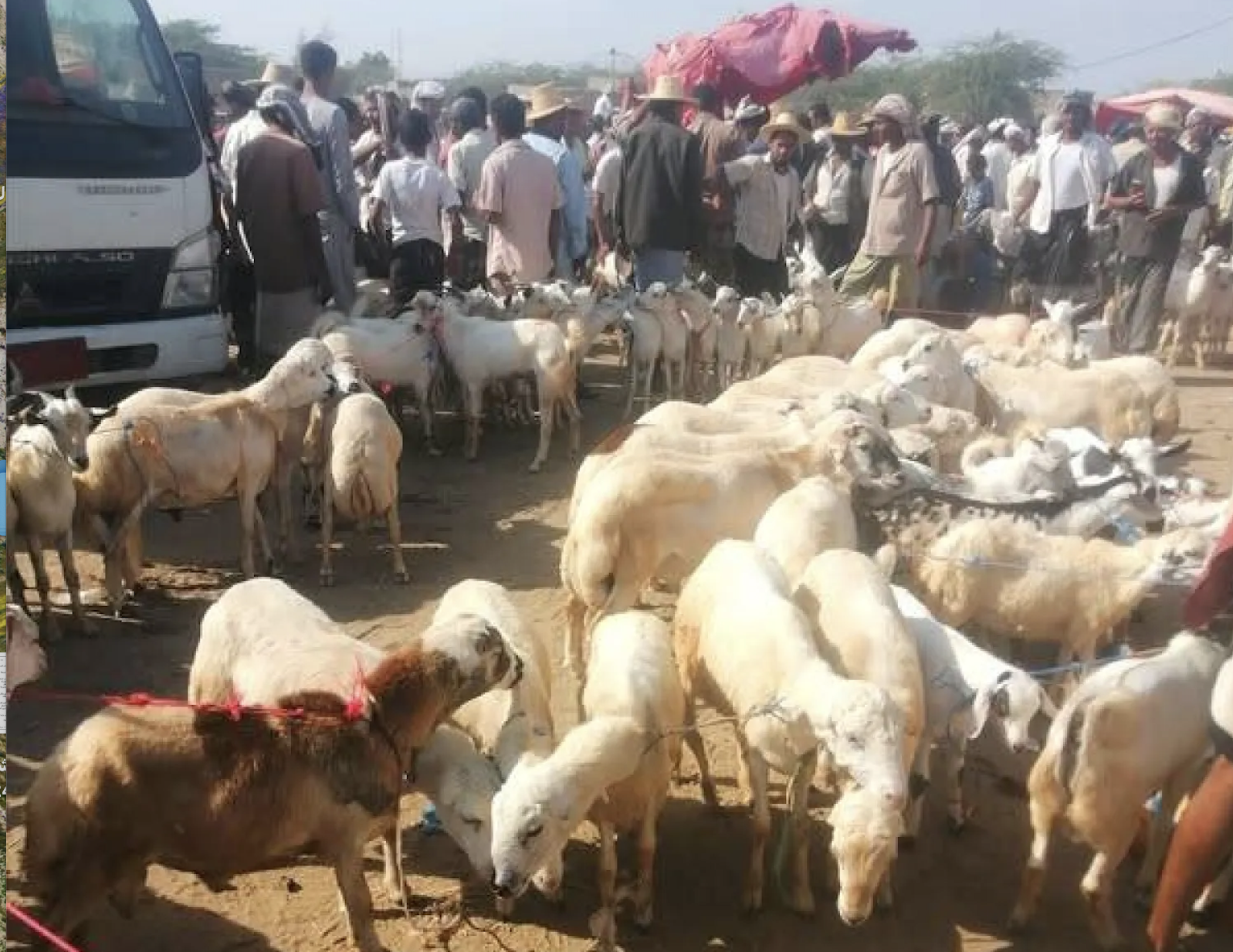 عندما تصبح الأضحية “ترفاً”.. الغلاء يشل فرحة العيد في اليمن
