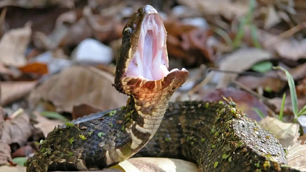 صرخة في شهر العسل تكشف مرضاً قاتلاً.. و“العريس” على جهاز تنفس بانتظار معجزة