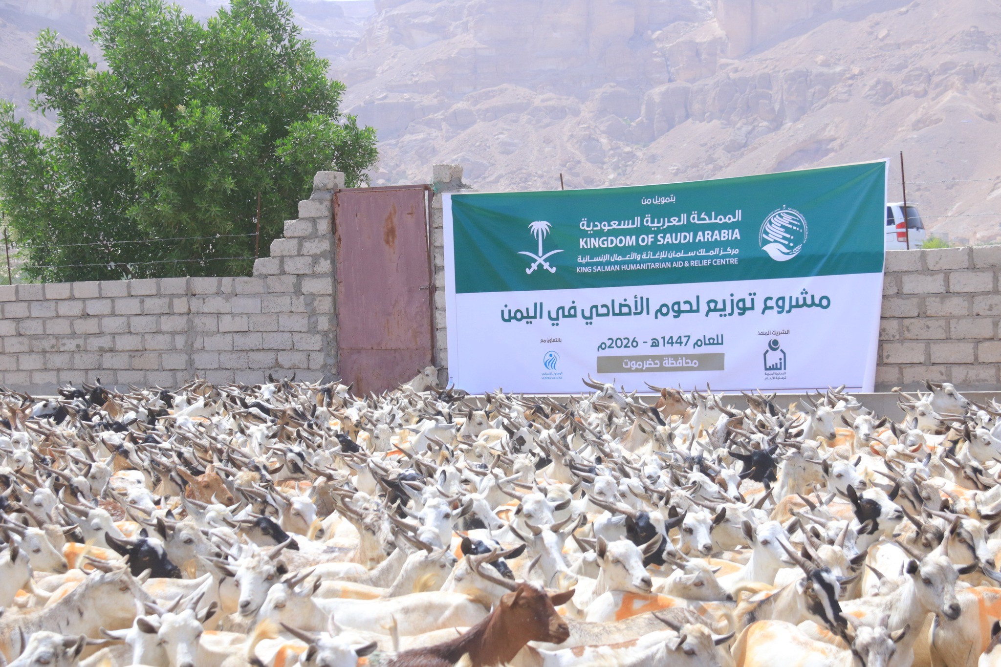 مركز الملك سلمان يدشن مشروع توزيع لحوم الأضاحي لـ8,280 أسرة في اليمن